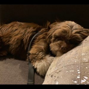 Meet your Posher, Max